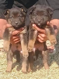 German Shepherd Double Coat pair For Sale