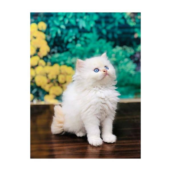 Persian Punch face triple coat cat Kitten 6