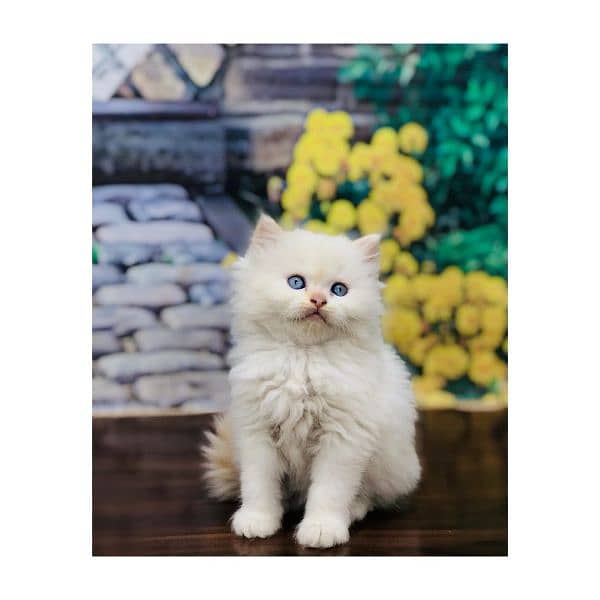 Persian Punch face triple coat cat Kitten 7