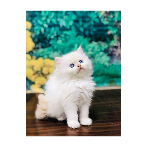 Persian Punch face triple coat cat Kitten 9