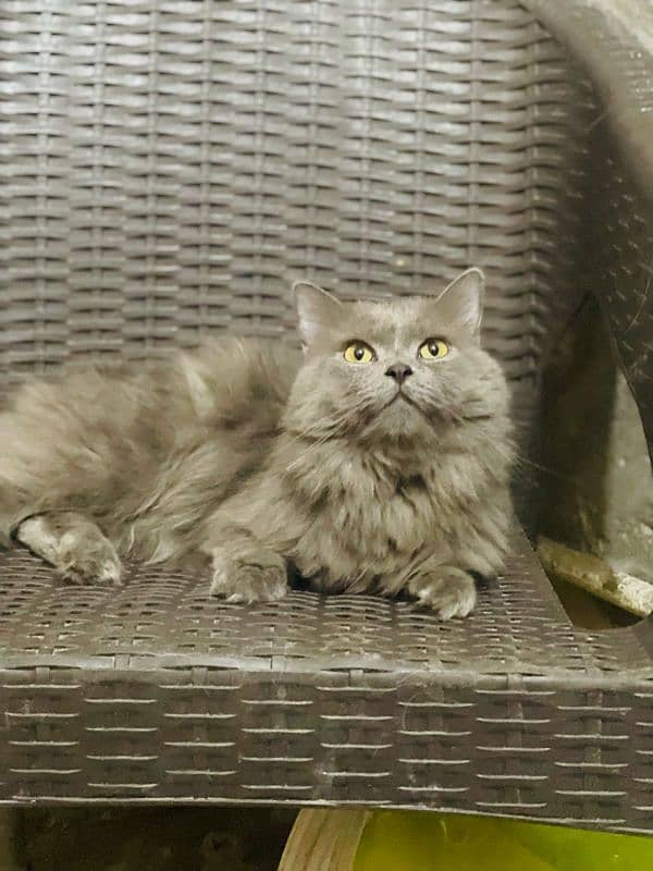 brown and black male Persian cat for sale 2