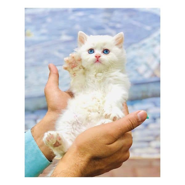 Persian Punch face triple coat cat Kitten 4