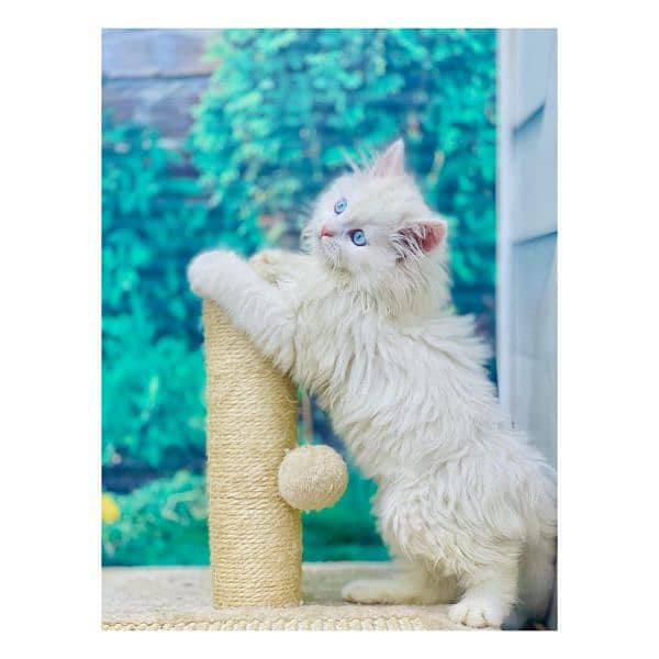 Persian Punch face triple coat cat Kitten 5