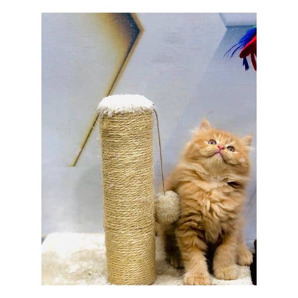 Persian Punch face triple coat cat Kitten 7