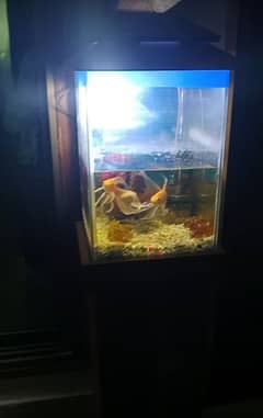 fish aquarium