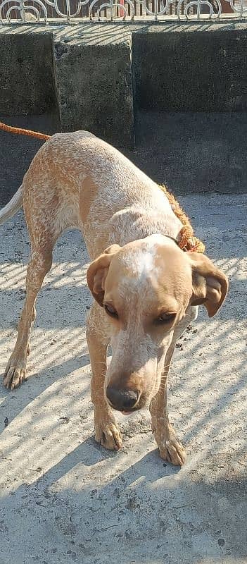 Pointer 12 months old well trained 3