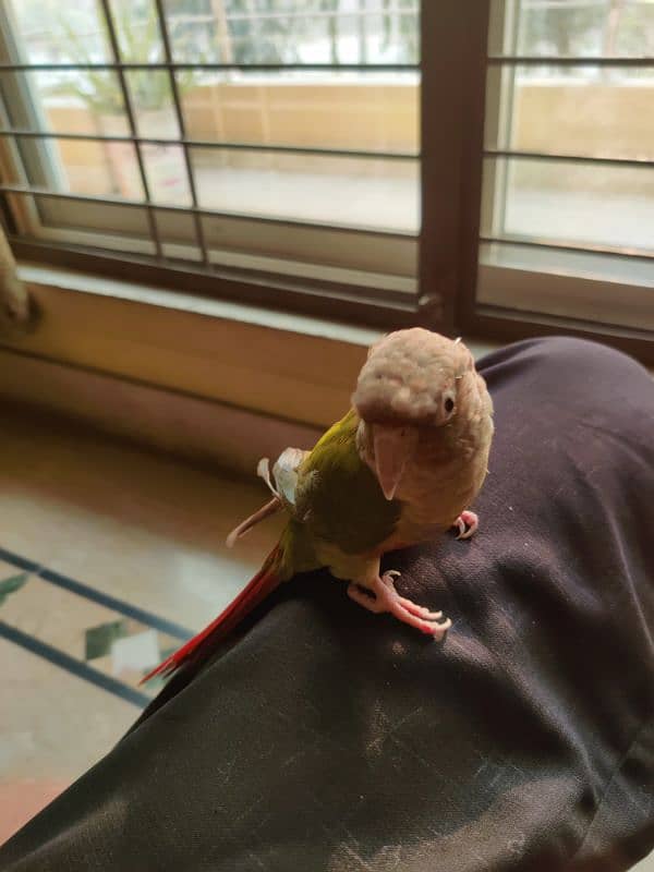 Hand Tame Parrot, Pineapple Conure 0