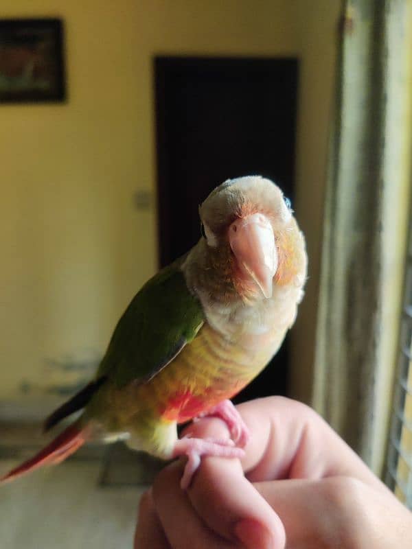 Hand Tame Parrot, Pineapple Conure 1