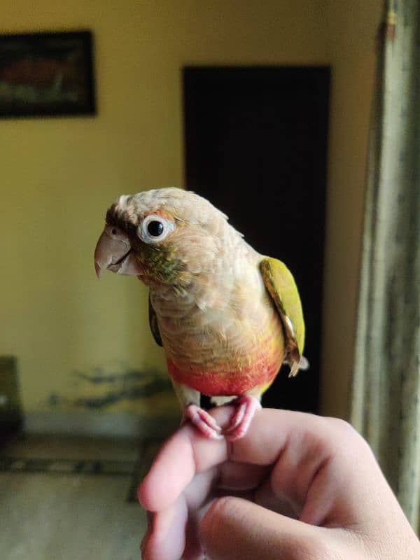 Hand Tame Parrot, Pineapple Conure 2