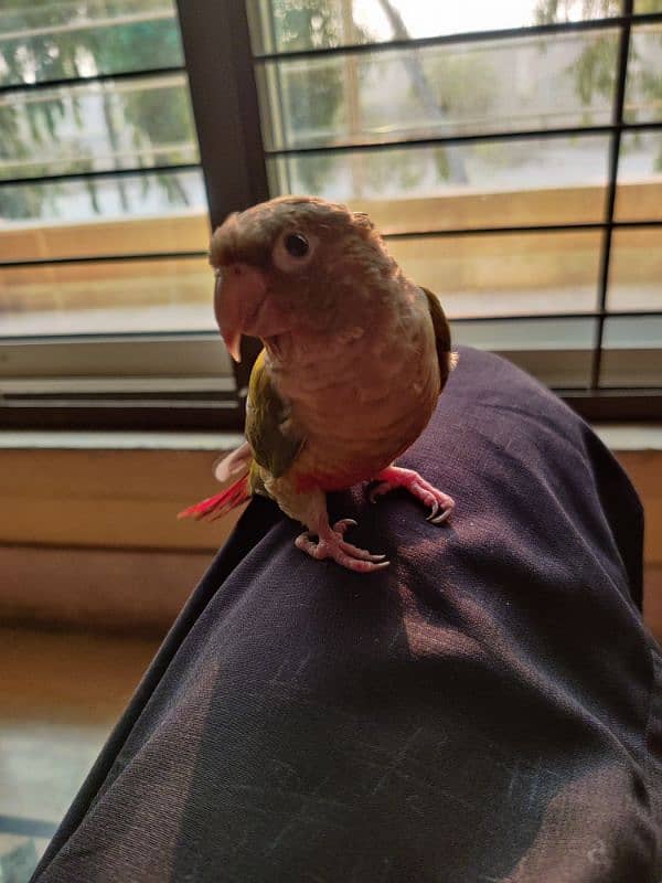 Hand Tame Parrot, Pineapple Conure 3