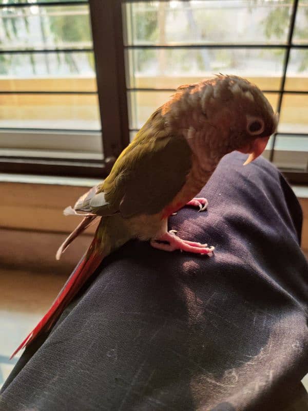 Hand Tame Parrot, Pineapple Conure 5