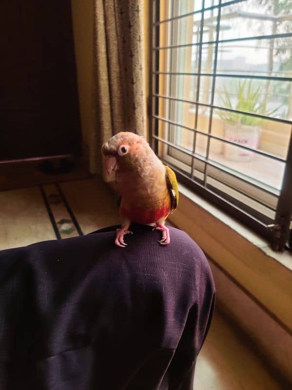 Hand Tame Parrot, Pineapple Conure 6