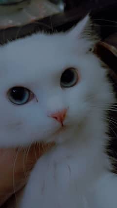 4 Months White Persian Blue Eyes Cat only on 20 000/- Final Price