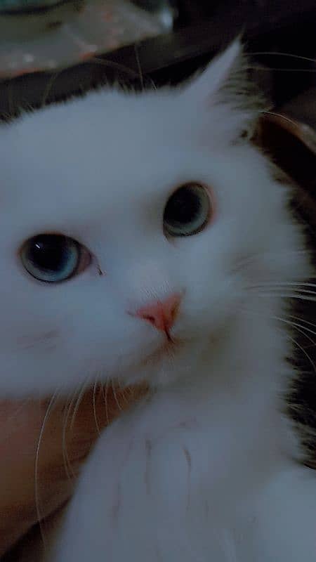 4 Months White Persian Blue Eyes Cat only on 20 000/- Final Price 2