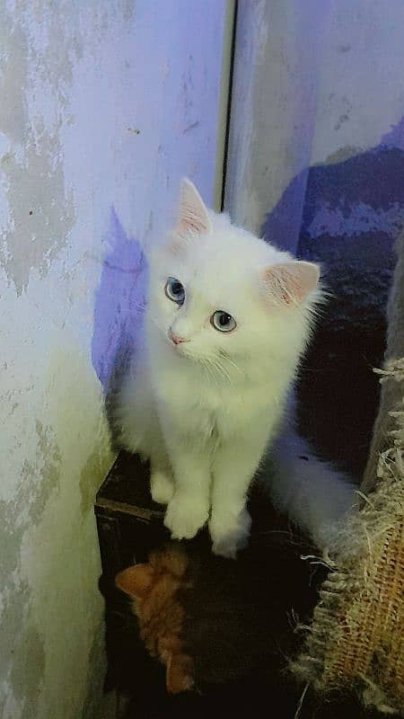 4 Months White Persian Blue Eyes Cat only on 20 000/- Final Price 3