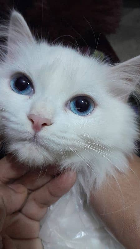 4 Months White Persian Blue Eyes Cat only on 20 000/- Final Price 1