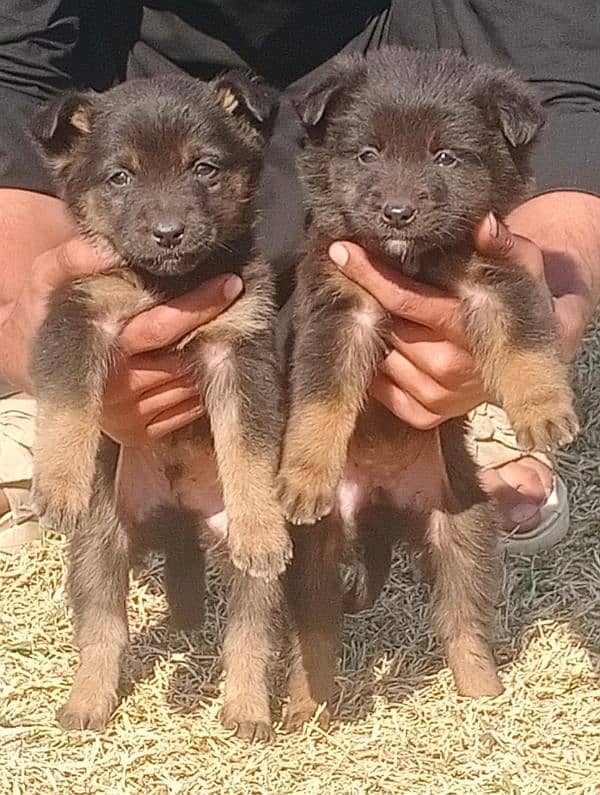 Garman shepherd pair for sale all Pakistan cargo available 03159574137 0