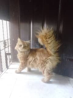 Persian male cat