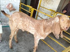 Bakra |makhi cheena| Breader Bakra for sale