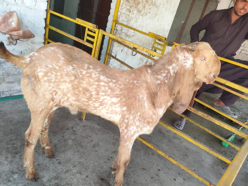 Bakra |makhi cheena| Breader Bakra for sale 1