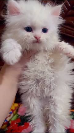 Persian kittens /long coat kittens/baby cat/kitten