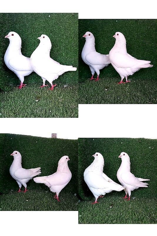 high flying/ king/ qasid/ Danish/ mix pigeon 1000 per pic 0