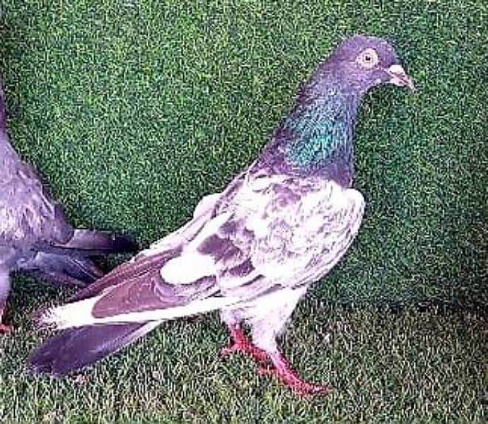 high flying/ king/ qasid/ Danish/ mix pigeon 1000 per pic 1