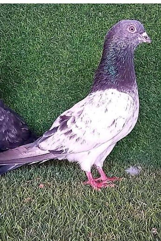 high flying/ king/ qasid/ Danish/ mix pigeon 1000 per pic 2