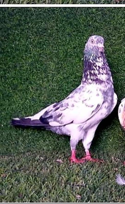 high flying/ king/ qasid/ Danish/ mix pigeon 1000 per pic 3