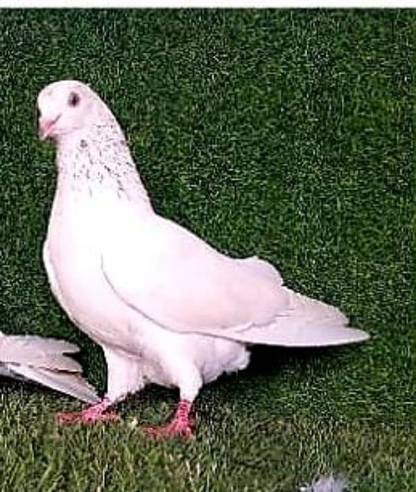 high flying/ king/ qasid/ Danish/ mix pigeon 1000 per pic 4