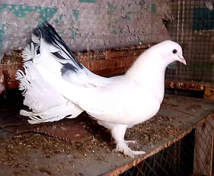 high flying/ king/ qasid/ Danish/ mix pigeon 1000 per pic 6