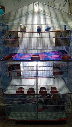 Love birds pierrot 4 pair or gaje + Liting