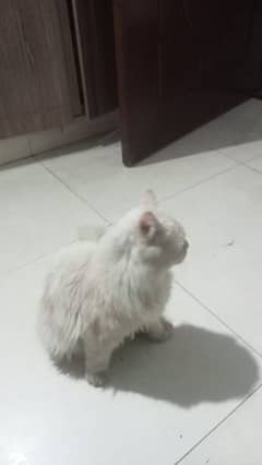 Persian Cats for sale