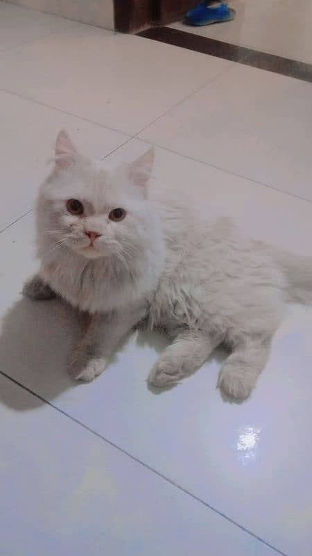 Persian Cats for sale 1