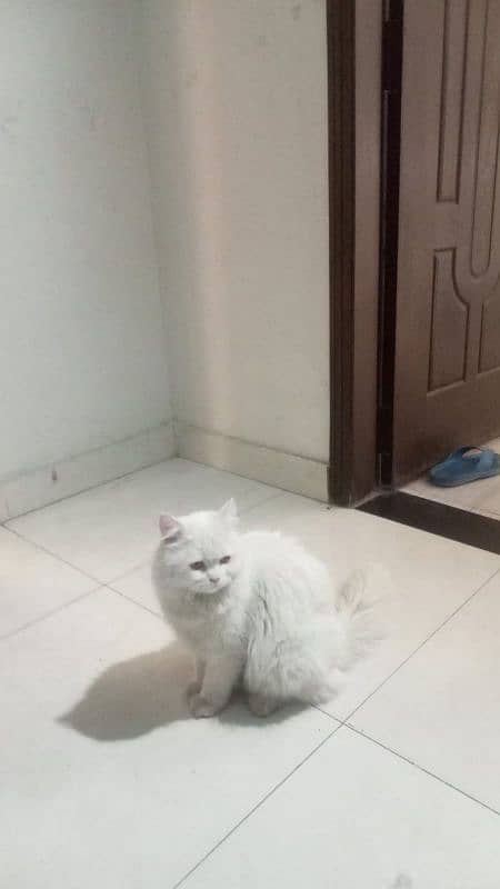 Persian Cats for sale 2