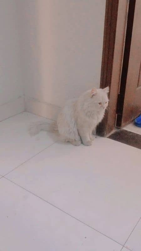 Persian Cats for sale 3