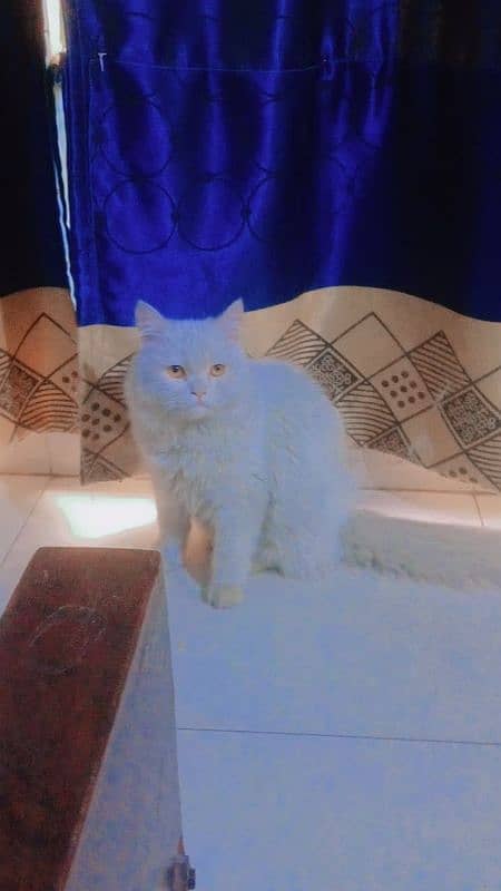 Persian Cats for sale 4