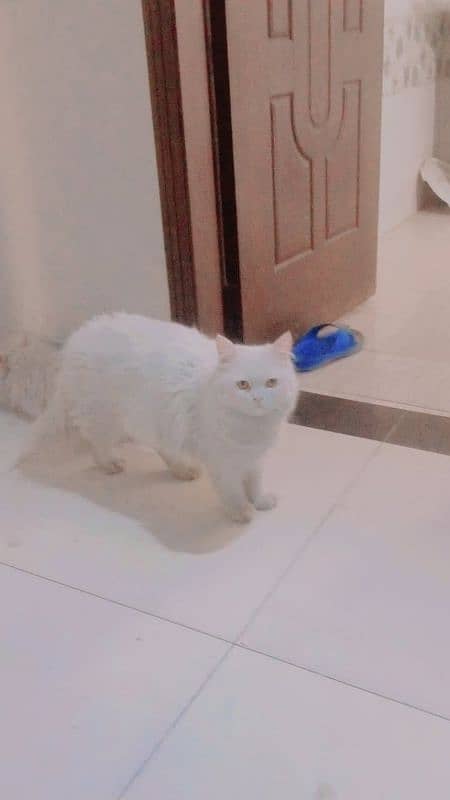 Persian Cats for sale 5