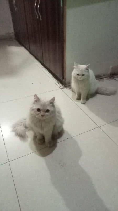 Persian Cats for sale 6