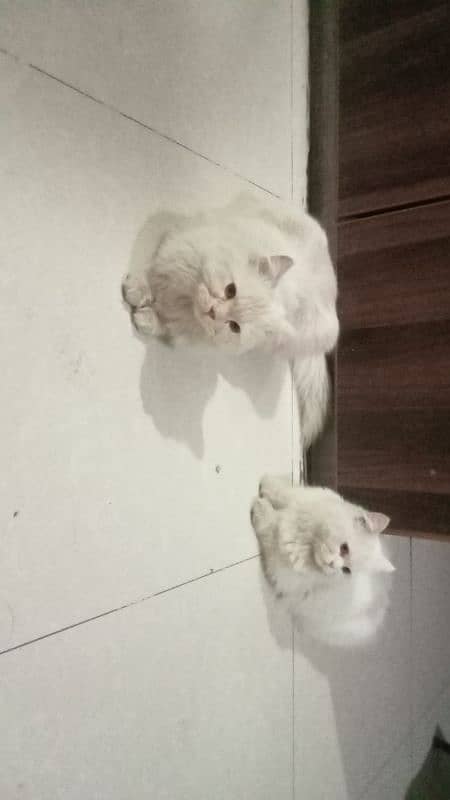 Persian Cats for sale 7