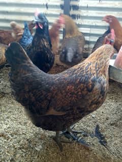 Fresh Eggs Laying Hens For Sale