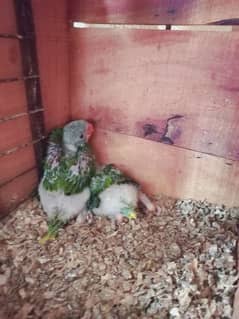 a pair of Raw parrot chicks