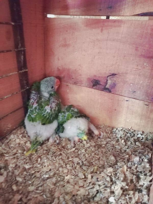 a pair of Raw parrot chicks 0