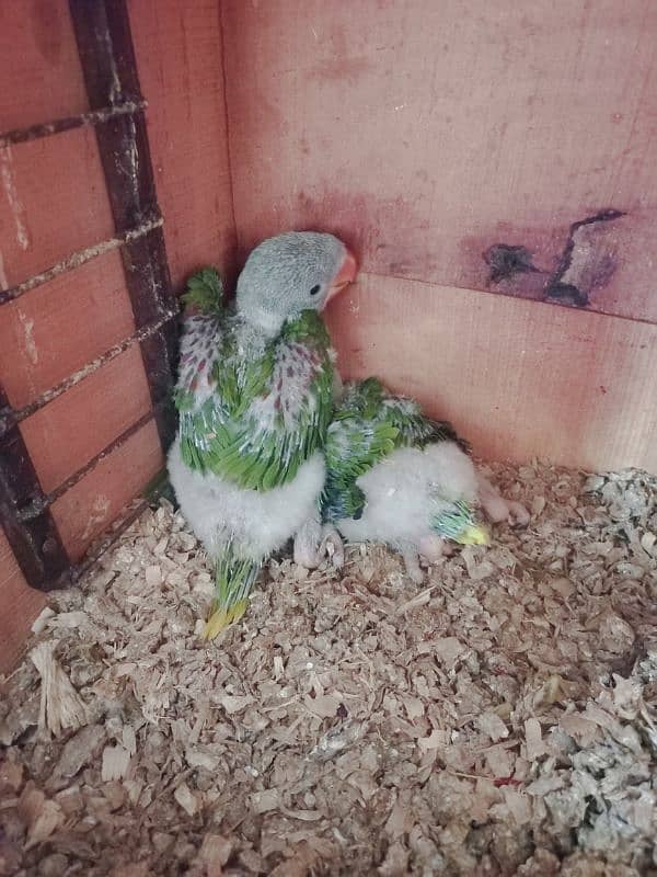 a pair of Raw parrot chicks 1