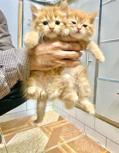 Persian kitten Pair