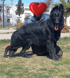 German Shepherd Male Dog For Sale / Pink pedigree Dog