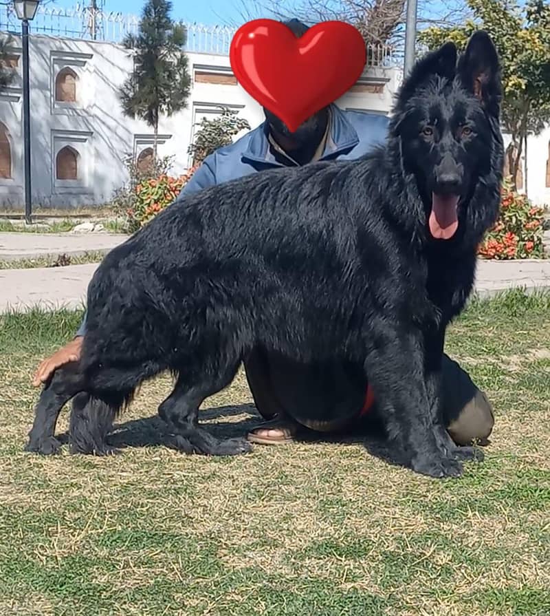 German Shepherd Male Dog For Sale / Pink pedigree Dog 0