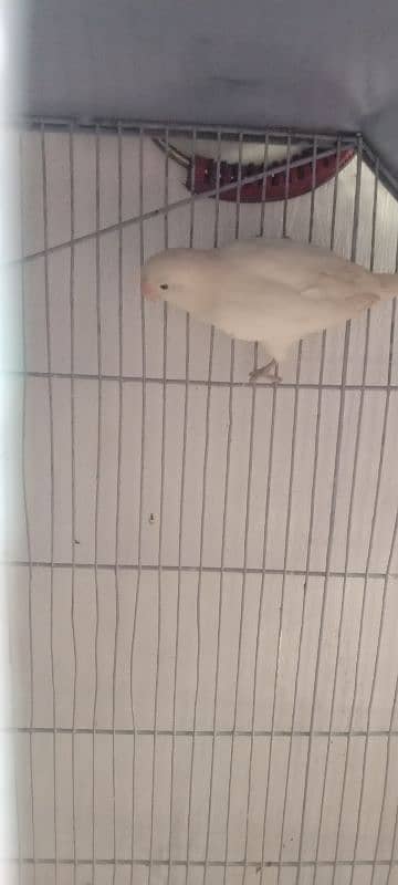 Albino black eyes pair for sale 0