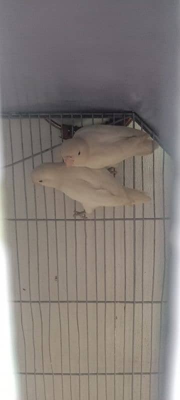 Albino black eyes pair for sale 1