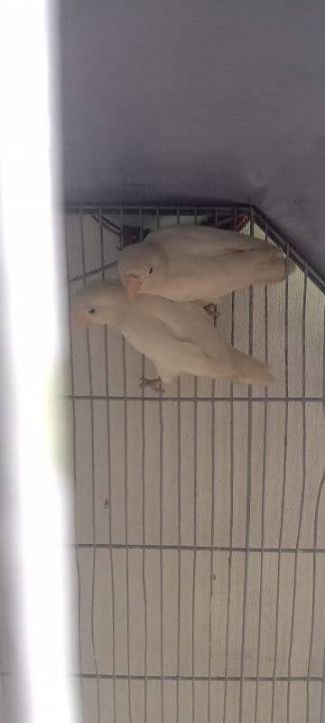 Albino black eyes pair for sale 2